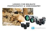Lenses for Wildlife Photography & Videography