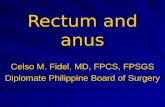 Rectum And Anus