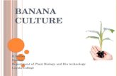 Tissue culture techniques of Banana