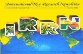 International Rice Research Newsletter Vol.6 No.3