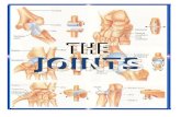 Lecture 3 - The Joints (3)