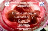 Embriologia diapositivas