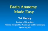 A-049 RC 211 a. Brain Anatomy Made Easy