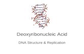 Deoxyribonucleic Acid DNA Structure & Replication.