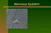 Nervous System. Young Woman or Old? n That depends on your interpretation. Young people tend to see a young girl; older people, an elderly lady. With.