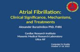 Atrial Fibrillation: Clinical Significance, Mechanisms, and Treatments Alexander Burashnikov PhD, FHRS Cardiac Research Institute Masonic Medical Research.