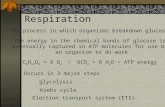 Respiration The process in which organisms breakdown glucose. The energy in the chemical bonds of glucose is eventually captured in ATP molecules for use.