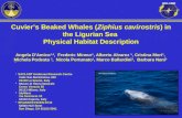 Cuviers Beaked Whales (Ziphius cavirostris) in the Ligurian Sea Physical Habitat Description Angela D'Amico 1,4, Frederic Mineur 1, Alberto Alvarez 1,