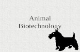 Animal Biotechnology. Animal Biotech Animals provide a number of products we use in every day life. Milk Leather Wool.