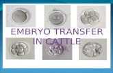EMBRYO TRANSFER IN CATTLE. EMBRYO TRANSFER It begins with selection, superovulation, and artificial insemination (A.I.) of the donor animal. Next, the.