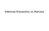Internal Parasites in Horses. Parasite Organism that lives off another organism at the expense of the host.
