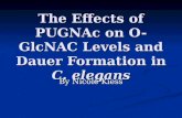 The Effects of PUGNAc on O-GlcNAC Levels and Dauer Formation in C. elegans By Nicole Kiess.
