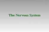 The Nervous System. Nervous systems Perform the three overlapping functions of sensory input, integration, and motor output Perform the three overlapping.
