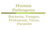 Human Pathogens Bacteria, Fungus, Protozoan, Virus, Parasite.