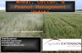 Click to edit Master subtitle style Wheat, Cotton, & Peanut Management Update Todd Baughman Extension Agronomist 940-552-9941 x 233 ta-baughman@tamu.edu.