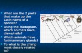 Warm-up What are the 2 parts that make up the Latin name of a species? Using the cladogram, which animals have claws/nails? Which animals have fur/mammary.