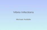Michael Addidle Vibrio Infections. Vibrios Family Vibrionaciae Vibrios Aeromonas Plesiomonas Genera V. cholerae V. vulnificus V. parahaemolyticus (amongst.