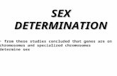 SEX DETERMINATION from these studies concluded that genes are on chromosomes and specialized chromosomes determine sex.