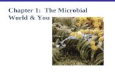 Chapter 1: The Microbial World & You. Learning Objectives Microbes in Our Lives 1-1List several ways in which microbes affect our lives.
