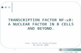 1 TRANSCRIPTION FACTOR NF- B: A NUCLEAR FACTOR IN B CELLS AND BEYOND. Fano, Centro di Biotecnologie 04 Aprile 2008 © Linda Palma, 2008 Università degli.