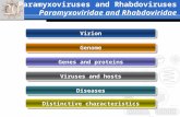 Paramyxoviruses and Rhabdoviruses Paramyxoviridae and Rhabdoviridae Virion Genome Genes and proteins Viruses and hosts Diseases Distinctive characteristics.