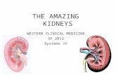 THE AMAZING KIDNEYS WESTERN CLINICAL MEDICINE SP 2012 Systems IV.