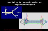 Simulations for pattern formation and regeneration in hydra From The Algorithmic Beauty of Sea Shells © Hans Meinhardt and Springer Company.