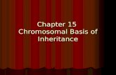 Chapter 15 Chromosomal Basis of Inheritance. Mendel & Chromosomes Mendel was ahead of his time. 19 th C cytology suggested a mechanism for his earlier.