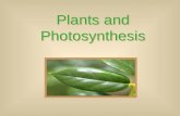Plants and Photosynthesis. Photosynthesis Organisms –Autotrophs: Self Feeders Photo-: Light Chemo-: Oxidize inorganics (Ex: Sulfur, Ammonia), unique.