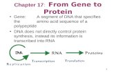 Chapter 17: From Gene to Protein Gene:A segment of DNA that specifies the amino acid sequence of a polypeptide DNA does not directly control protein synthesis,