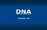DNA Chapter 16. Griffith - 1928 Streptococcus pneumoniae - bacteria that causes pneumonia in mammals R strain – harmless S strain – pathogenic mixed heat-killed.