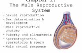 Chapter 27 The Male Reproductive System Sexual reproduction Sex determination & development Male reproductive anatomy Puberty and climacteric Spermatogenesis,