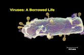 Copyright © 2005 Pearson Education, Inc. publishing as Benjamin Cummings Figure 19.1 0.5 mm Viruses: A Borrowed Life.