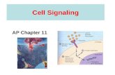 Cell Signaling AP Chapter 11. Evolution of cell signaling Similarities in pathways in bacteria, protists, fungi, plants, and animals suggest an early.