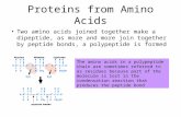 Proteins from Amino Acids Two amino acids joined together make a dipeptide, as more and more join together by peptide bonds, a polypeptide is formed The.