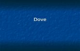 Dove. Rock Dove Eurasian Collard Dove White winged Dove.