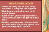 GENE REGULATION Virtually every cell in your body contains a complete set of genes But they are not all turned on in every tissue Each cell in your body.
