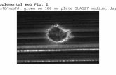 Supplemental Web Fig. 2 mos10/mos10, grown on 100 mm plate SLAS27 medium, day 1.