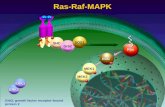 Ras-Raf-MAPK SHCGrb2SOS1 P P P Raf1 P MEK2 P MEK1 P Grb2, growth factor receptor-bound protein 2 Ras ERK2 ERK1.