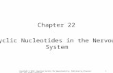 1 Chapter 22 Cyclic Nucleotides in the Nervous System Copyright © 2012, American Society for Neurochemistry. Published by Elsevier Inc. All rights reserved.