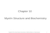1 Chapter 10 Myelin Structure and Biochemistry Copyright © 2012, American Society for Neurochemistry. Published by Elsevier Inc. All rights reserved.