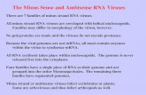 The Minus Sense and Ambisense RNA Viruses There are 7 families of minus strand RNA viruses All minus strand RNA viruses are enveloped with helical nucleocapsids.