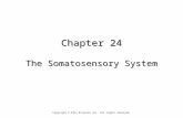 Chapter 24 The Somatosensory System Copyright © 2014 Elsevier Inc. All rights reserved.