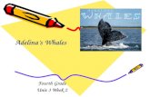 Fourth Grade Unit 3 Week 2 Adelinas Whales Words to Know biologist bluff lagoon massive rumbling tropical.