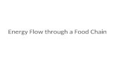 Energy Flow through a Food Chain. ENERGY FLOW Autotrophs vs. Heterotrophs 20Notes%20E%20Photosynthesis.htm.