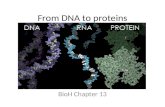 From DNA to proteins BioH Chapter 13. The BIG picture – Gametes to genes.