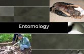 Entomology. Introduction o Entomology is the study of insects o Forensic entomology is the study of the insects associated with a dead body o Also known.