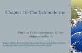 Chapter 16-The Echinoderms Phylum Echinodermata- Spiny- skinned animals  of-animals-phylum-echinodermata-video.htm.