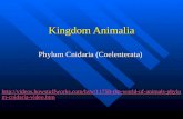 Kingdom Animalia Phylum Cnidaria (Coelenterata)  phylum-cnidaria-video.htm.