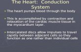 The Heart: Conduction System The heart pumps blood through the body The heart pumps blood through the body This is accomplished by contraction and relaxation.